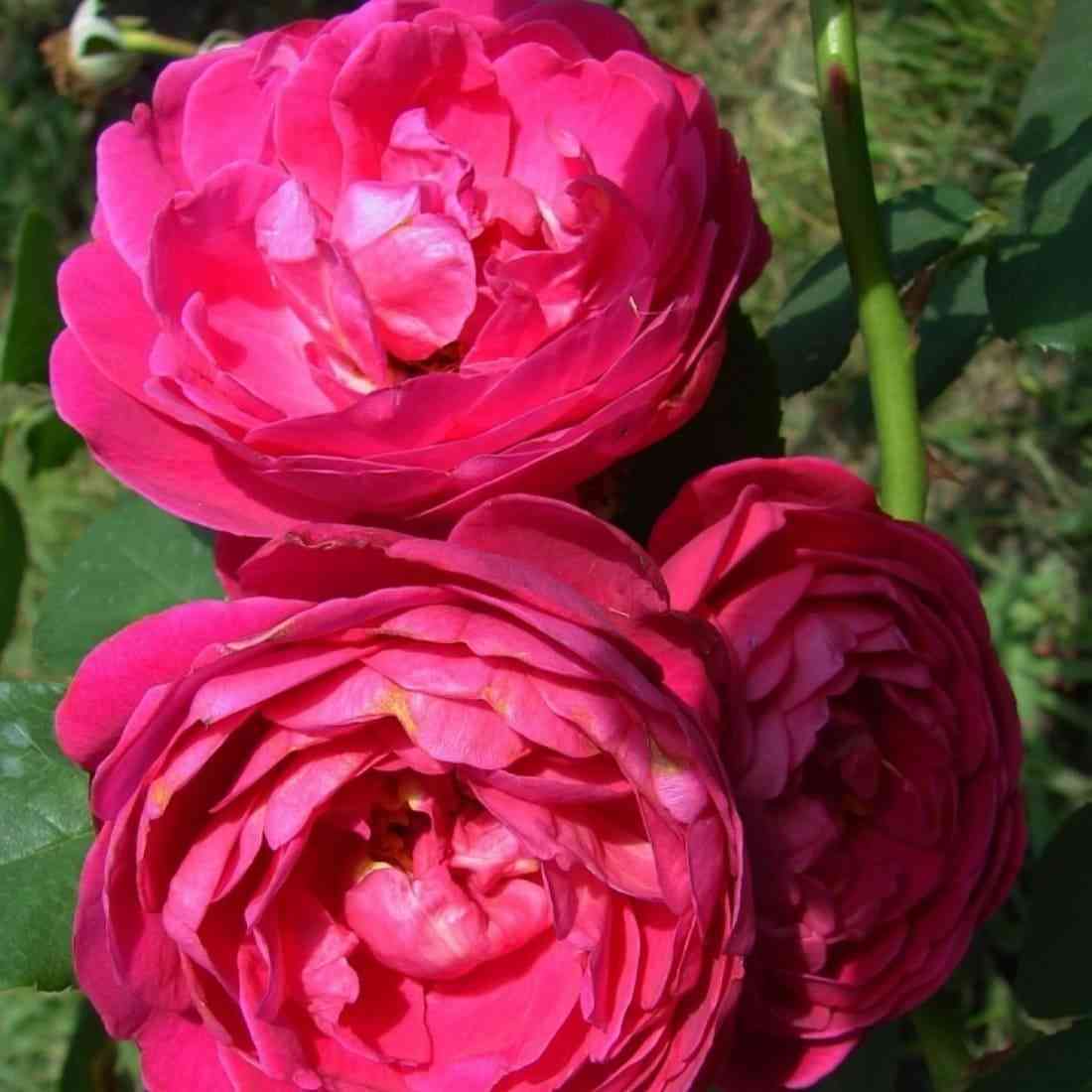 sibel.jpg Сибэль (Cybelle)