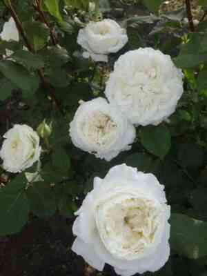 sidzuku-shizuku_optimized.jpg Сидзуку (Shizuku)