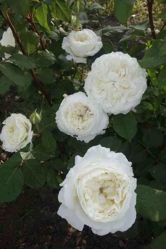 sidzuku-shizuku_optimized.jpg Сидзуку (Shizuku)