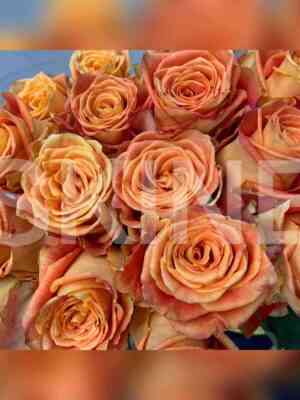 Силантой (Silantoi)