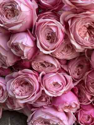 silva-pink.jpg Сильва Пинк (Silva Pink)