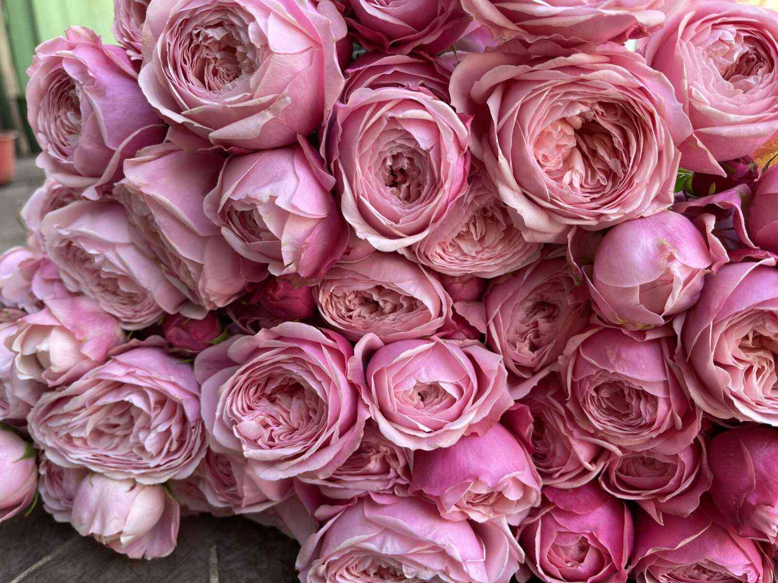 silva-pink.jpg Сильва Пинк (Silva Pink)