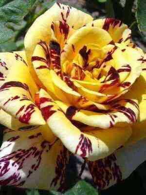 Сим Салабим (Simsalabim)