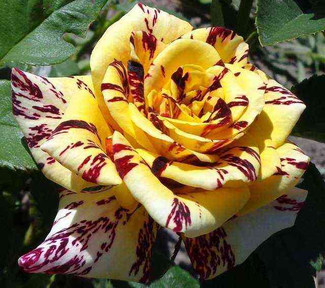 Сим Салабим (Simsalabim)