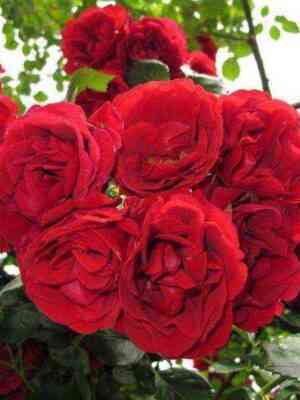 simpati.jpg Симпатия (Sympathie)