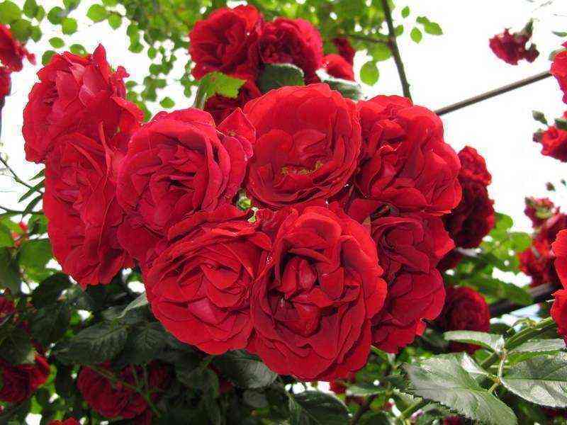 simpati.jpg Симпатия (Sympathie)