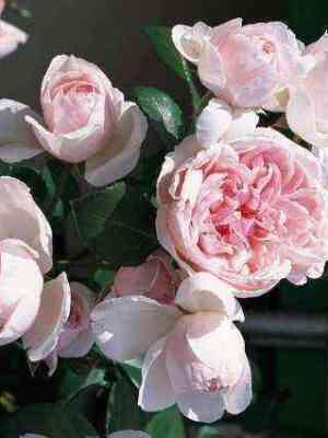 sinderella.jpg Синдерелла (Cinderella)