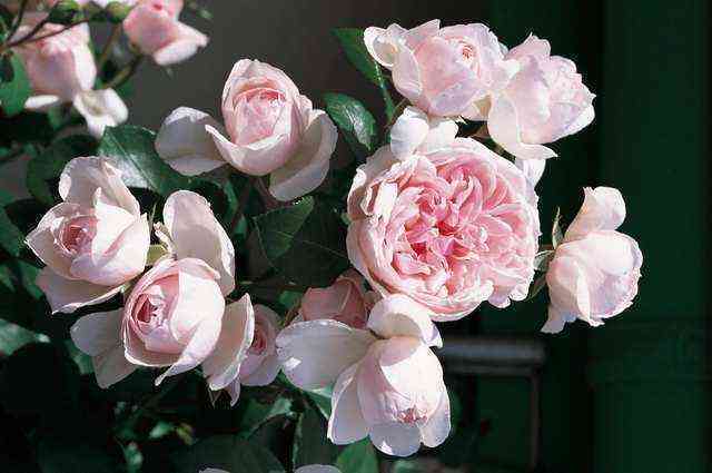 Синдерелла (Cinderella)