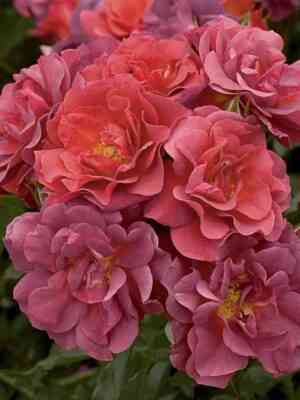 Синко де Майо (Cinco de Mayo)