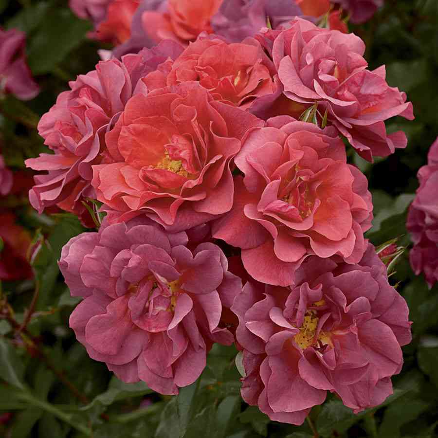 sinko-de-majya.jpg Синко де Майо (Cinco de Mayo)