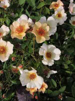 Сизэнс Пич Нейчэ (Seasons Peach Nature)