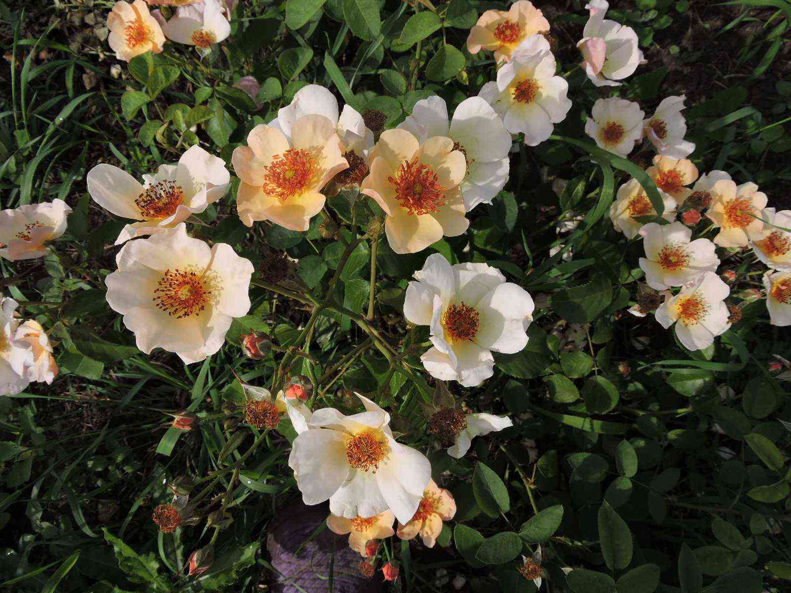 sizen-pich-nejche.jpg Сизэнс Пич Нейчэ (Seasons Peach Nature)