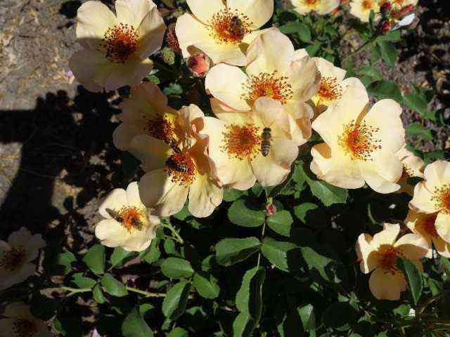 sizen-pich-nejche1.jpg Сизэнс Пич Нейчэ (Seasons Peach Nature)