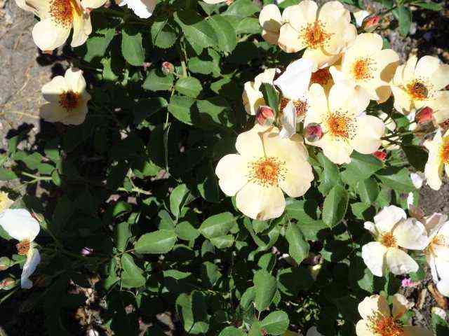 sizen-pich-nejche2.jpg Сизэнс Пич Нейчэ (Seasons Peach Nature)