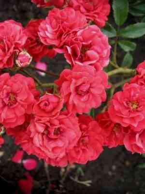 skarlet-mejjandekor.jpg Скарлет Мейяндекор (Scarlet Meillandecor)