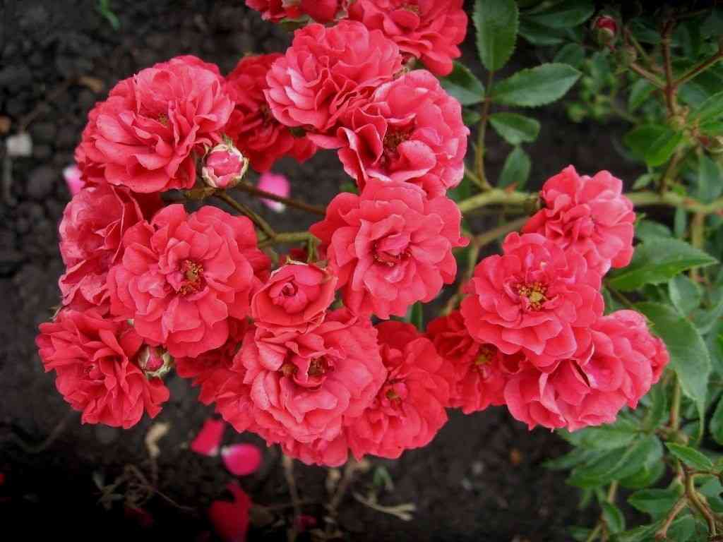 skarlet-mejjandekor.jpg Скарлет Мейяндекор (Scarlet Meillandecor)