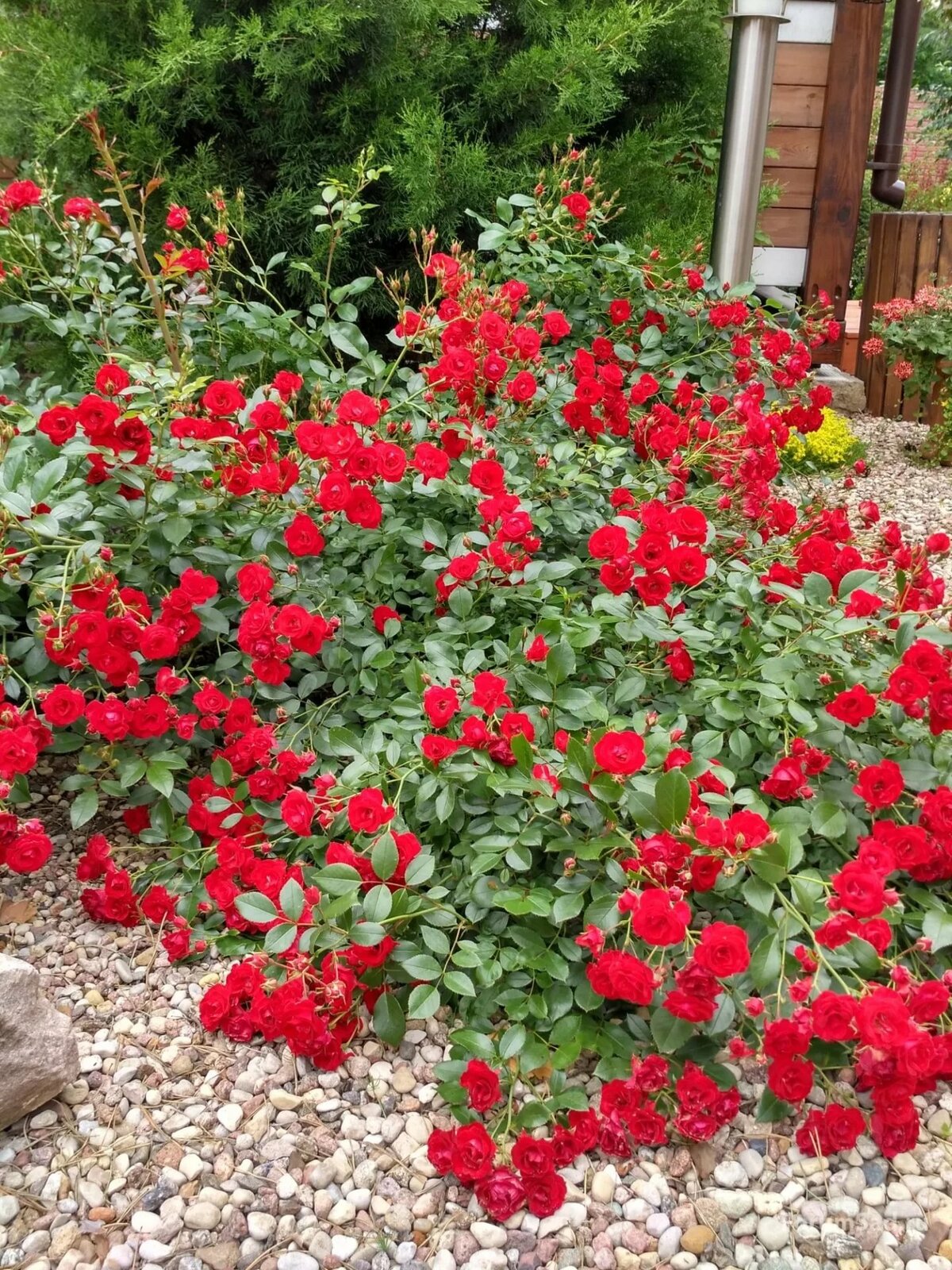 Скарлет  Мейяндекор (Scarlet Meillandecor)