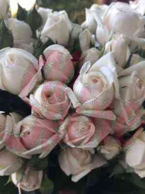 snou_balet.jpg Сноу Балет (Snow Ballet)