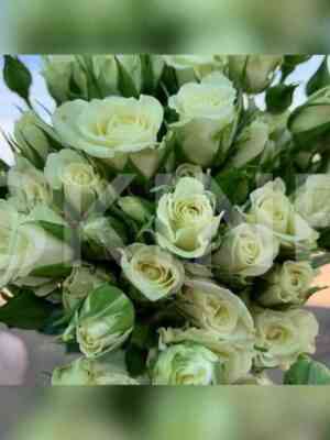 Сноуфлейк (Snowflake)