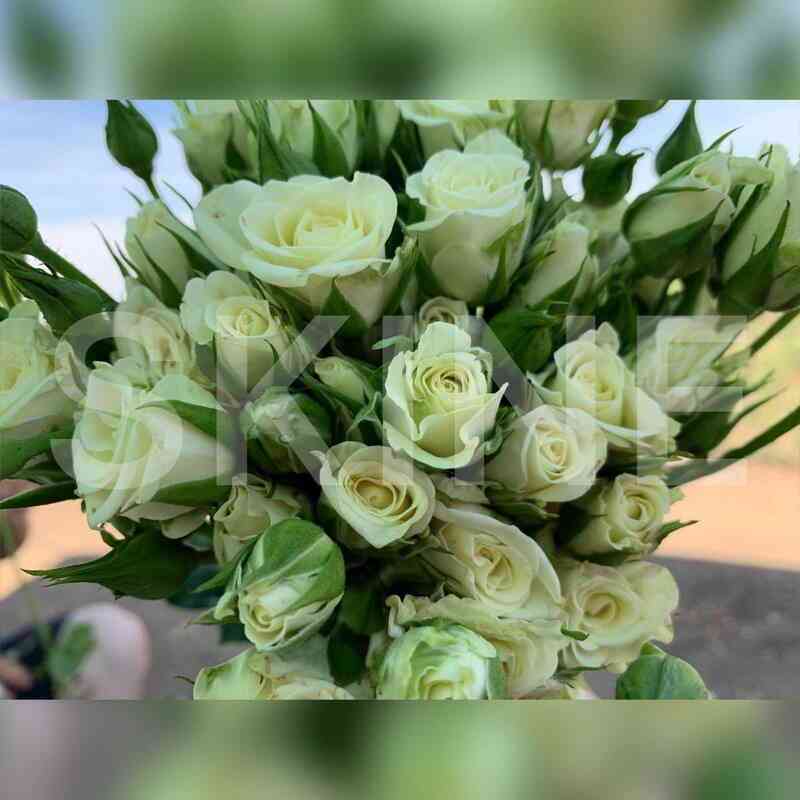 Сноуфлейк (Snowflake)