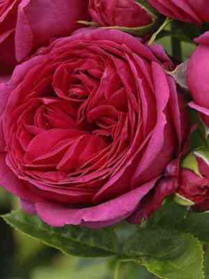 Софи Луиза (Sophie Luise)