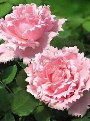 Софи Роша (Sophie Rochas)