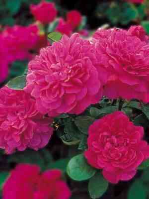 sofi-rouz_optimized.jpg Софи Роуз (Sophy’s Rose)