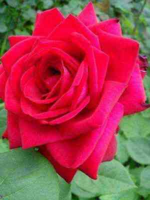 Софи Лорен (Sophia Loren)