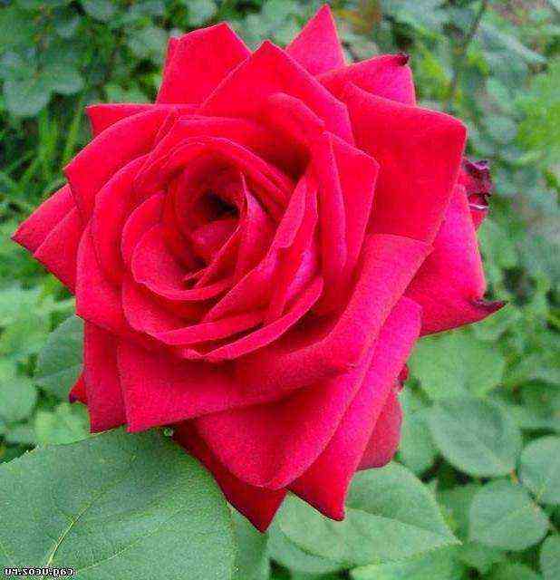 Софи Лорен (Sophia Loren)