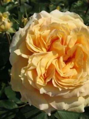 sofiya-renessans-sophia-renaissance_optimized.jpg София Ренессанс (Sophia Renaissance)