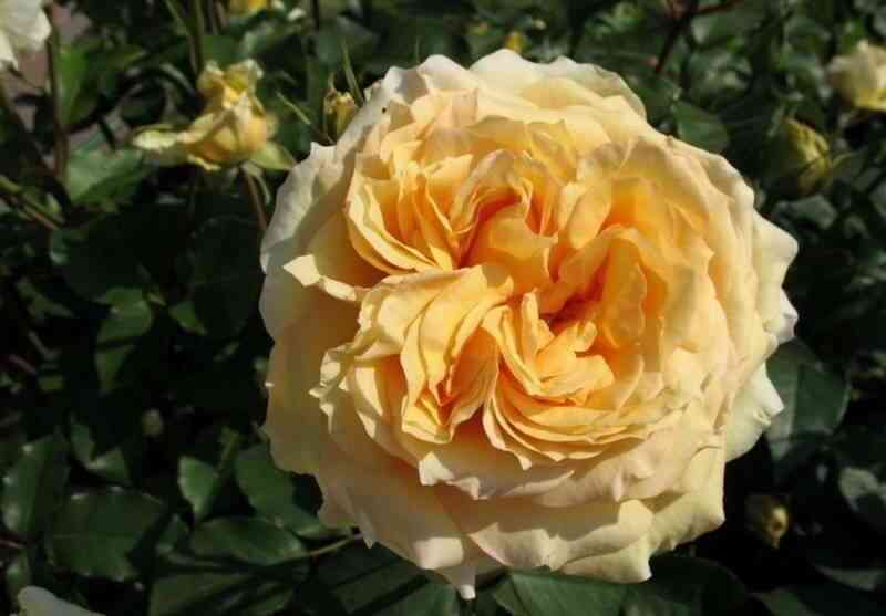 sofiya-renessans-sophia-renaissance_optimized.jpg София Ренессанс (Sophia Renaissance)