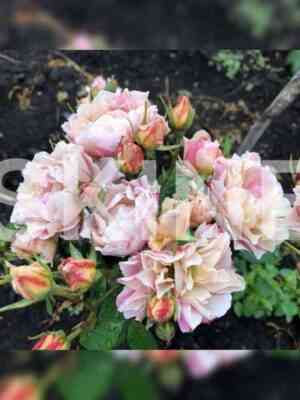 sola.jpg Сола (Sola)