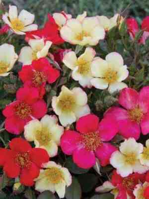 Соле Луна (Sole-e-luna)