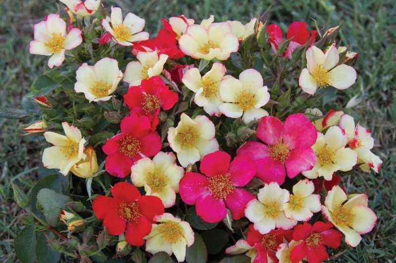 sole-luna.jpg Соле Луна (Sole-e-luna)