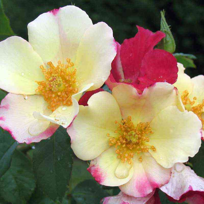 sole-luna2.jpg Соле Луна (Sole-e-luna)