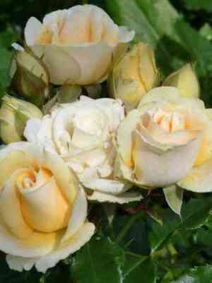 Солинеро (Salinero)