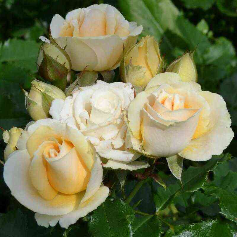 solinero_salinero_optimized.jpg Солинеро (Salinero)