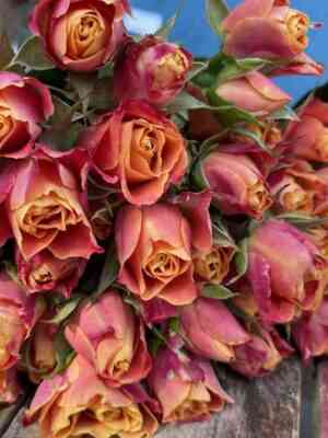 sonora.jpg Сонора (Sonora)