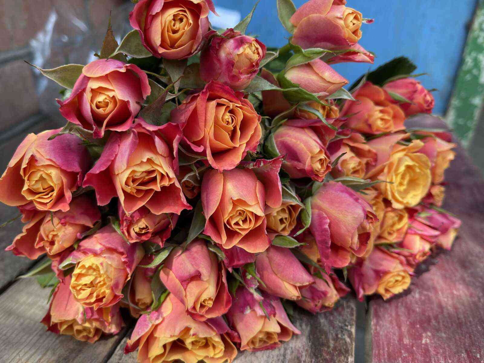 Сонора (Sonora)