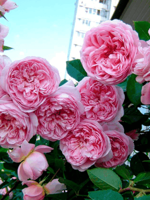 sonya-rikel.png Соня Рикель (Sonia Rykiel)