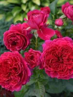 soul.jpg Соул (Soul)