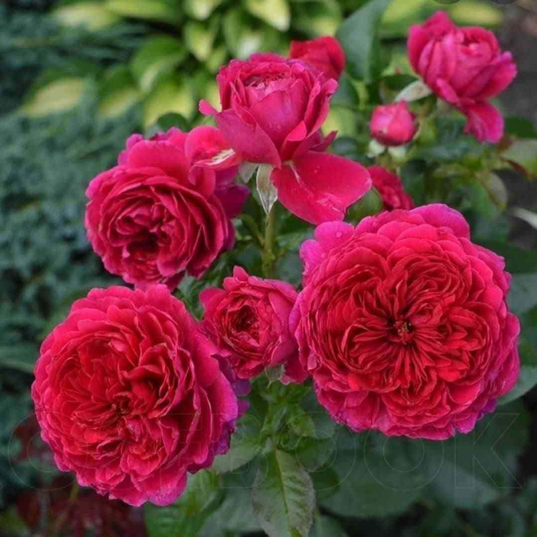 soul.jpg Соул (Soul)