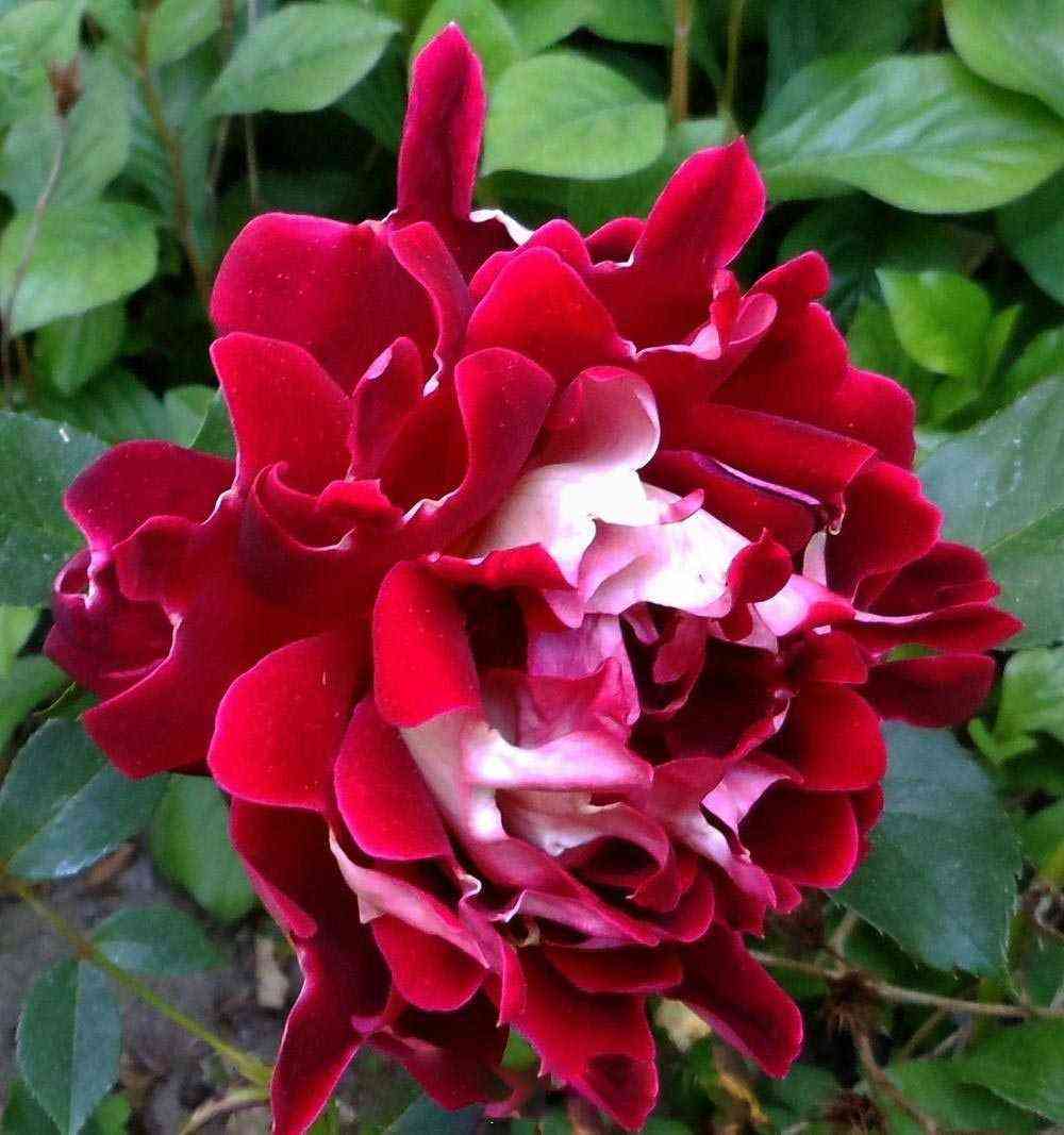 Спарклинг Раффлз (Sparkling Ruffles)