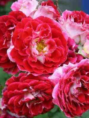 Спарклинг Раффлз (Sparkling Ruffles)