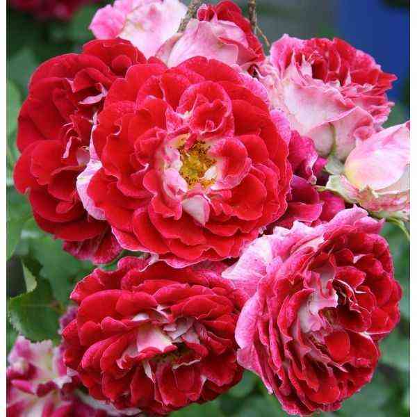 Спарклинг Раффлз (Sparkling Ruffles)