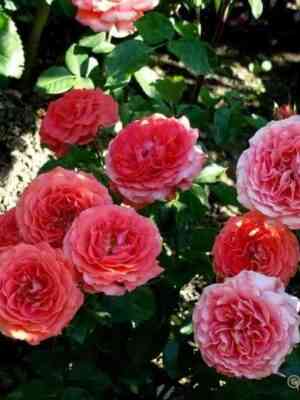 Спешил Меморис (Special Memories)