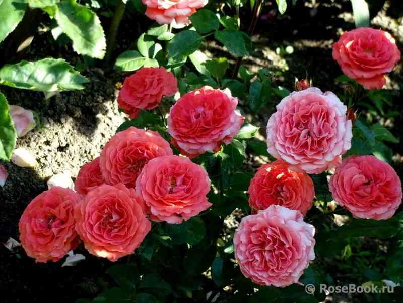 Спешил Меморис (Special Memories)