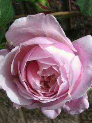 spirid_of_fridom.jpg Спирит оф Фридом (Spirit of Freedom)