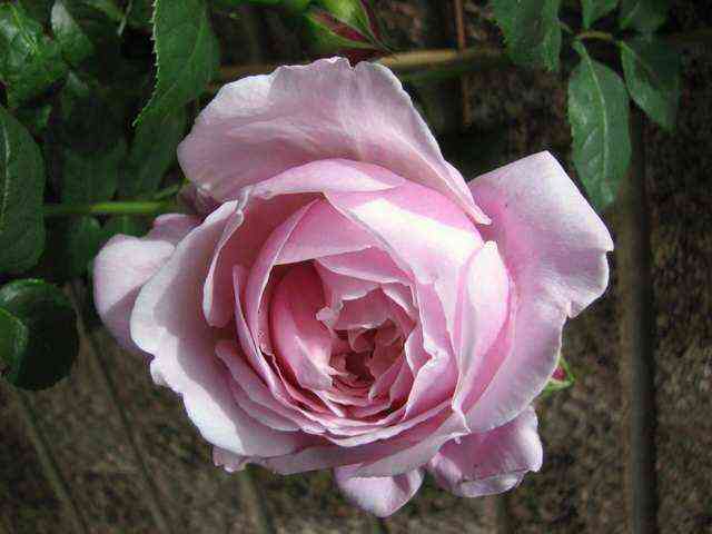 spirid_of_fridom.jpg Спирит оф Фридом (Spirit of Freedom)