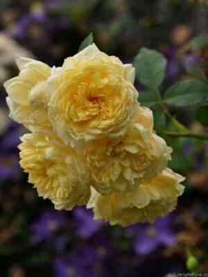 st-alban-st_optimized.-alban.jpg Ст Албан (St. Alban)